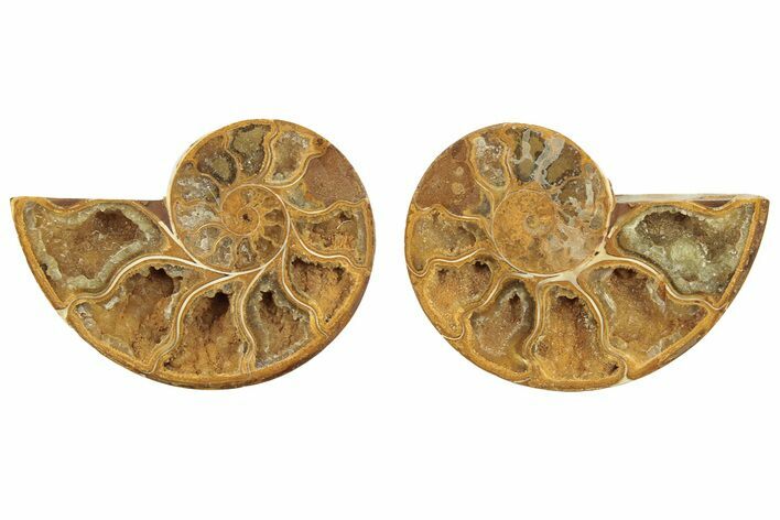 Jurassic Cut & Polished Ammonite Fossil (Pair) - Madagascar #223234